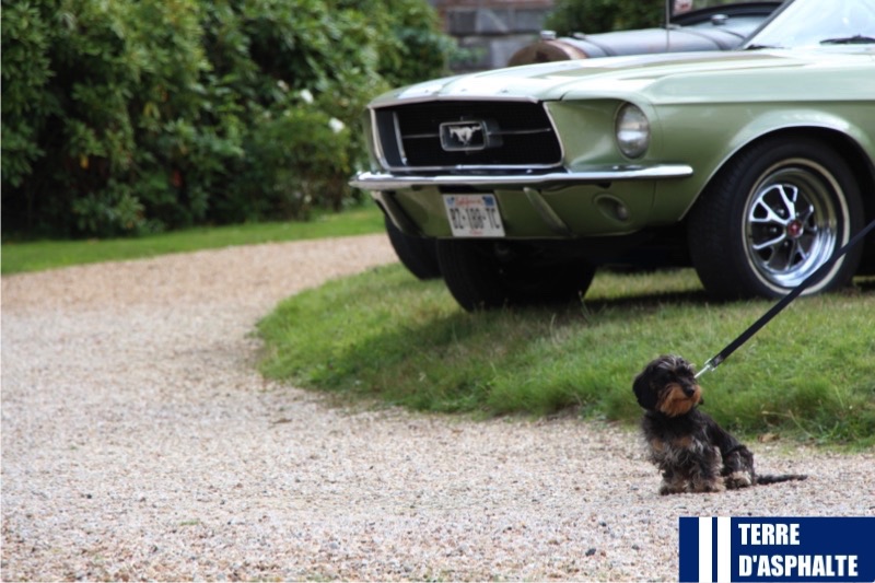 la mustang attend le chien aussi